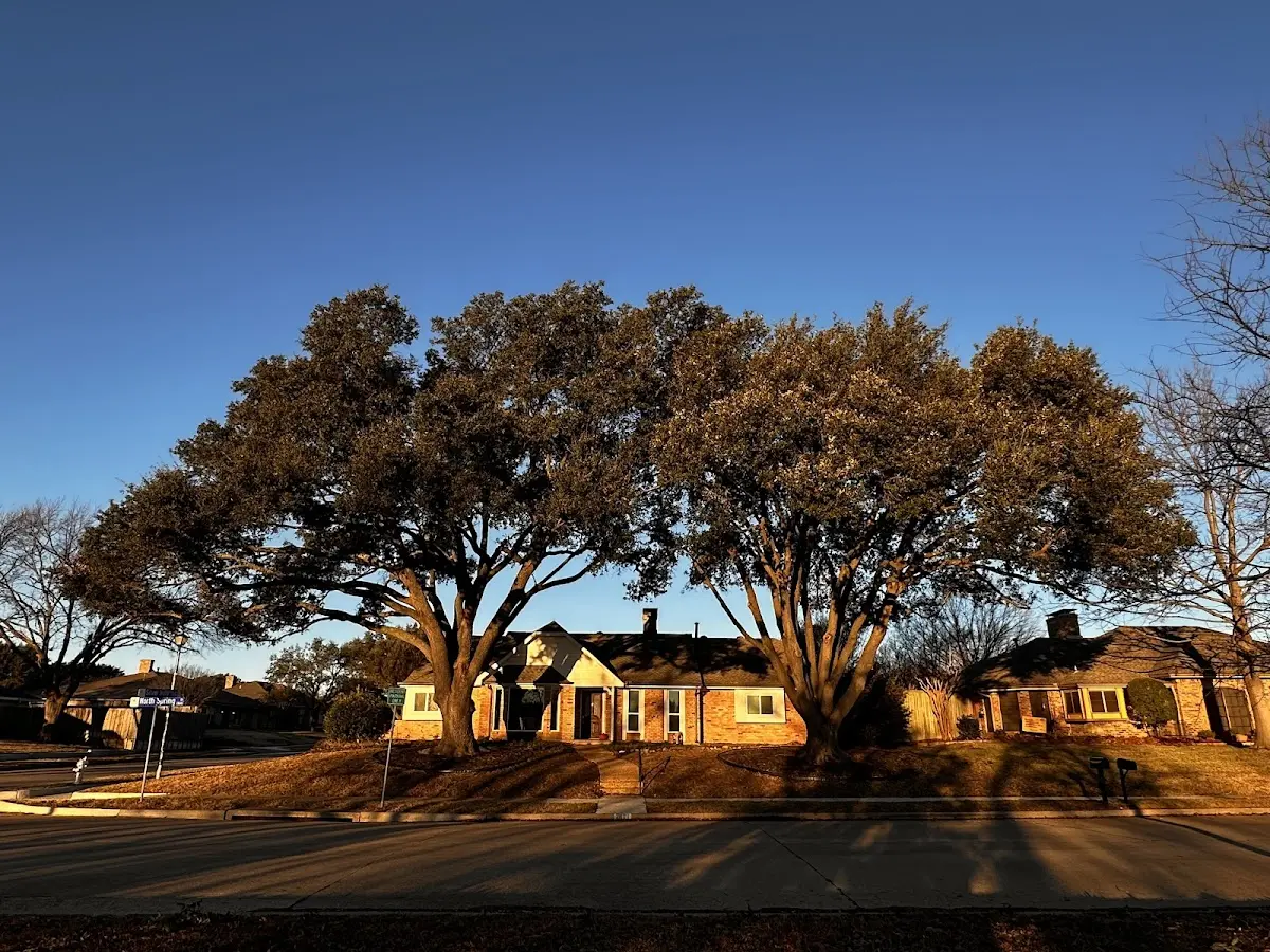 Established residential canopy tree shading a home in Warren